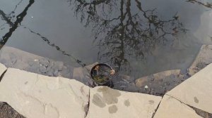 ДЕЛА САДОВЫЕ И ДОМАШНИЕ. СШИЛА ПЛАТЬЕ. КАК ПЕРЕЗИМОВАЛИ РОЗЫ БЕЗ УКРЫТИЯ?