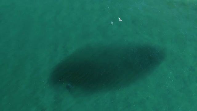 Дельфины. Хранители морских секретов. смотреть онлайн