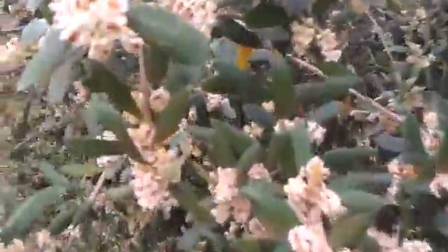 Olives in bloom / Оливки в цвету смотреть онлайн