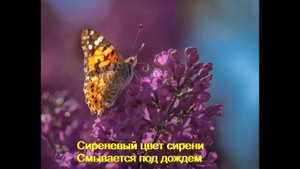 Сиреневый цвет сирени