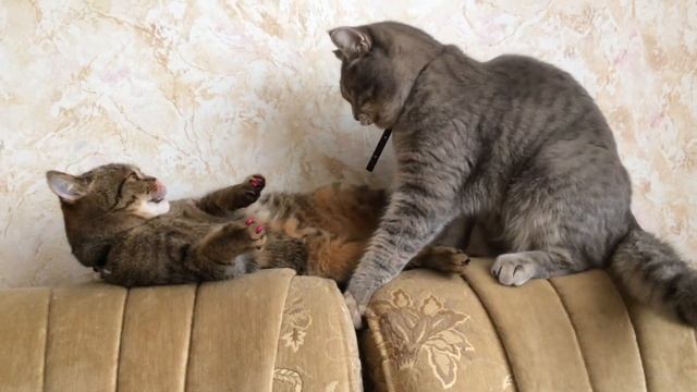 Вот это любовь, часть кошачьего мира смотреть онлайн