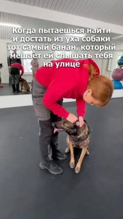 Дома собака прекрасно слышит, а на улице бананы в ушах!