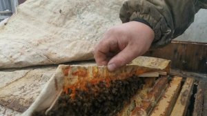 С доченькой на пасеке обнаружили следы облета пчел))