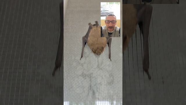 Летучая мышка 21/07/2022 смотреть онлайн