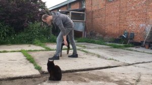 Дрессировка коз