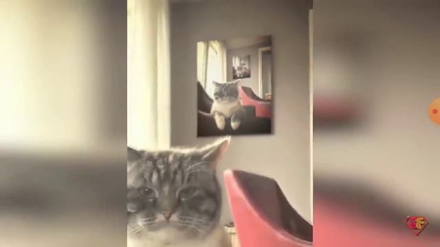 Моё новое видео на канале смешные коты! смотреть онлайн