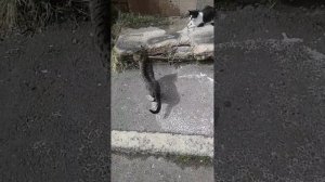 ВОЗБУЖДЕННАЯ КОШКА )))