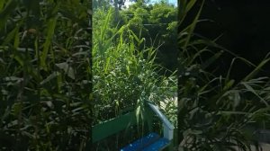 Озеро в Лисичанске район Стекольного