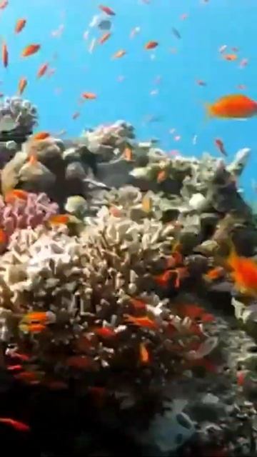 Israel Eilat Red Sea diving Израиль Эйлат Красное море дайвинг смотреть онлайн