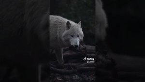 Амирина - Одинокий волк _ Премьера трека