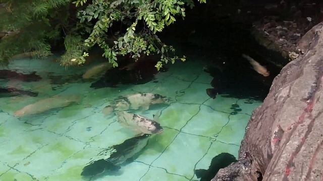 Arapaima Gigas In My Fish Pond