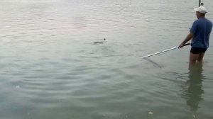 новопятигорское озеро. Сазан на пляже.