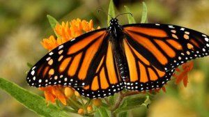 48. AN ORANGE AND BLACK BUTTERFLY