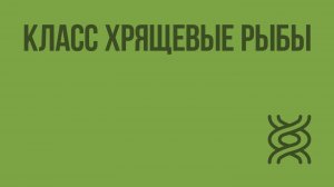 Класс Хрящевые рыбы. Видеоурок по биологии 7 класс