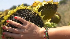 ЕУРАЛИС - ЕС БЕЛФИС CLP - Надежден избор при всякакви условия (с. Зетьово)