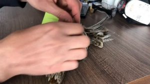 Таксидермія .Чучело куропатки. Частина №2