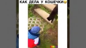 Прикол спрашивает у кошки как дела