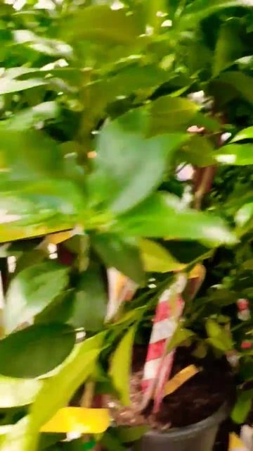 Покупаем фруктовое дерево в Costco! Лайм, лимон 🍋 🍋 апельсин и тд. #shorts смотреть онлайн