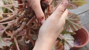 КАК СОХРАНИТЬ КЛУБНЕВУЮ И ВЕГЕТАТИВНУЮ БЕГОНИЮ?