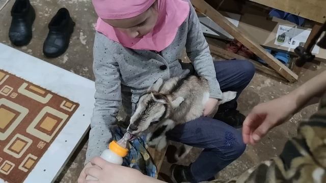 ОКОТЫ. КОЗЛЯТА. СМЕШНАЯ МАРИША.
