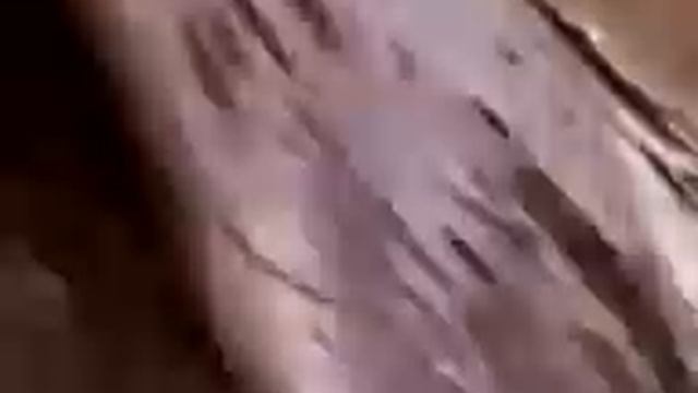 PERRO MATA A UN JAGUAR смотреть онлайн