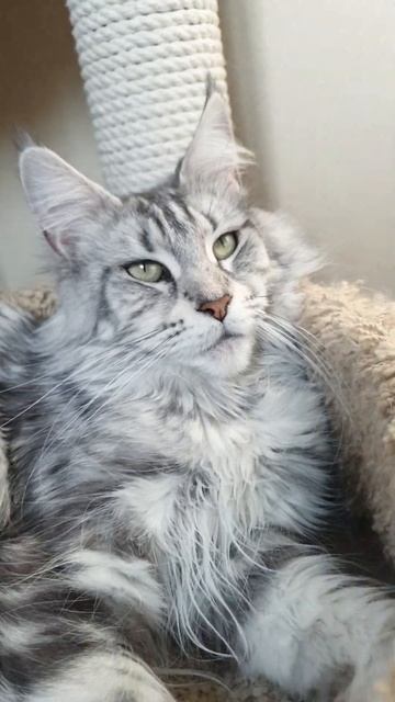 кошка мейн кун из питомника Страна Гулливеров, gulliver-coon.ru