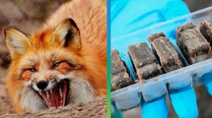 Вакцинация диких животных от бешенства прошла в Беларуси