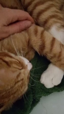 Котик заснул в ванной 😂