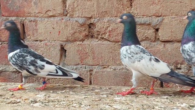 Pure Royal Teddy Breeder Pegions || 03234639084 || Ustad Jani Jutt Pegions