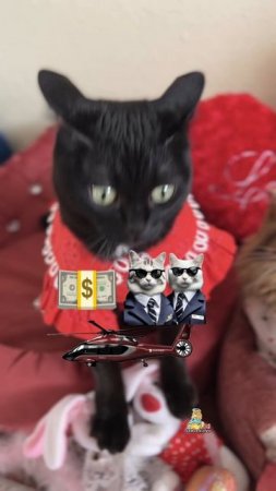 Заказ на 8 Марта!🌷😹 #котики #юмор #8марта