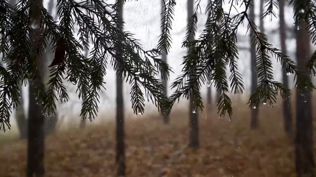 Rain Sounds for Deep Sleep 40 Minutes. Звуки дождя для крепкого сна 40 минут смотреть онлайн