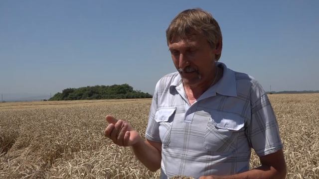 В Северском районе идет уборка озимой пшеницы