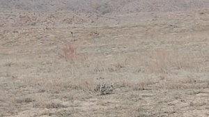 охота на Кеклик кабг курапатка hunting for chukar keklik avı