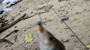 Ловим окуня на Десногорском водохранилище 29 февраля 2024