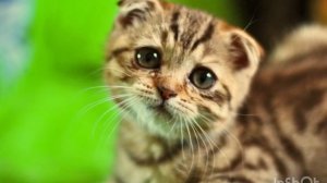 КОТЕНОК ПЛАЧЕТ! Звук котенка! КОТЕНОК ЗОВЕТ МАМУ! Включи звук для питомца