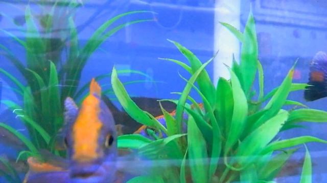 Otopharynx Lithobates @ www.tonysafricancichlids.co.uk смотреть онлайн