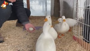 Идеальное птицеводство достойно восхищения 🐓🦆🦢🦚🦃🐔 эпизод (60)