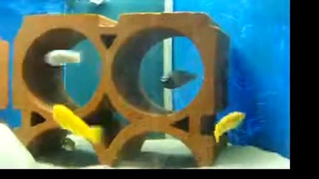 Ps. polit WF und Ps. saulosi wFNZ смотреть онлайн