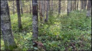 Лес и человек: История взаимоотношений