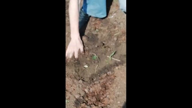 Дача Сажаем огурцы смотреть онлайн