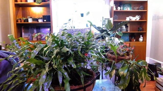 Design With Me Kangaroo Paw Fern Hanging Basket, & Getting Dirty With Soil And Drainage смотреть онлайн