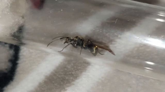 Polyrhachis beccarii (Singapore) 20.03.2022 смотреть онлайн