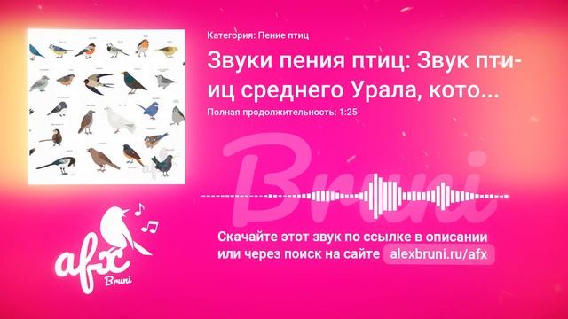Звук: Звуки пения птиц: Звук птиц среднего Урала, которые поют в лесной чаще (сборник разных птиц) смотреть онлайн