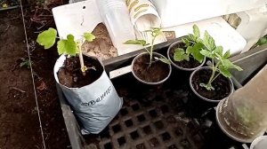 Пересадка из череночника в пакеты, и крапивка малины в стаканчики.