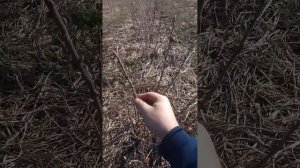 смородина чёрная селеченская от Александра