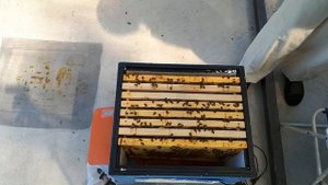 17 июня 2020. Осмотр Улья № 3 (Карника Тройзек 1075)