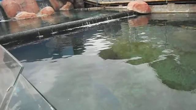 Eilat Underwater Observatory (part1) смотреть онлайн