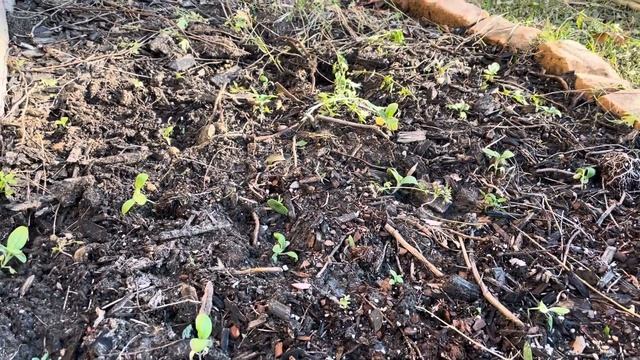 Planting out our 2023 GARLIC