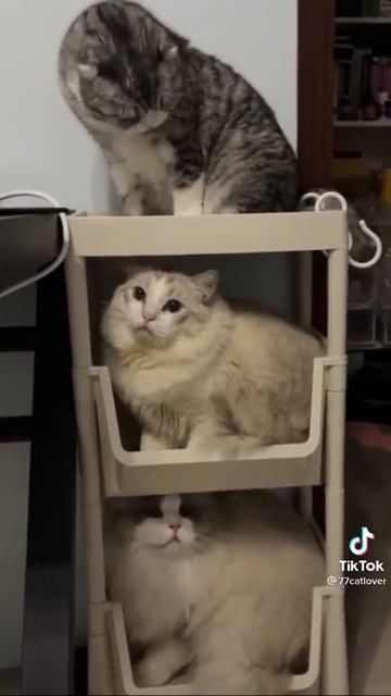 Кошачье общежитие смотреть онлайн