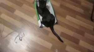 КОШКА КЛЕО ИГРАЕТ С КОРОБКОЙ CAT VS BOX